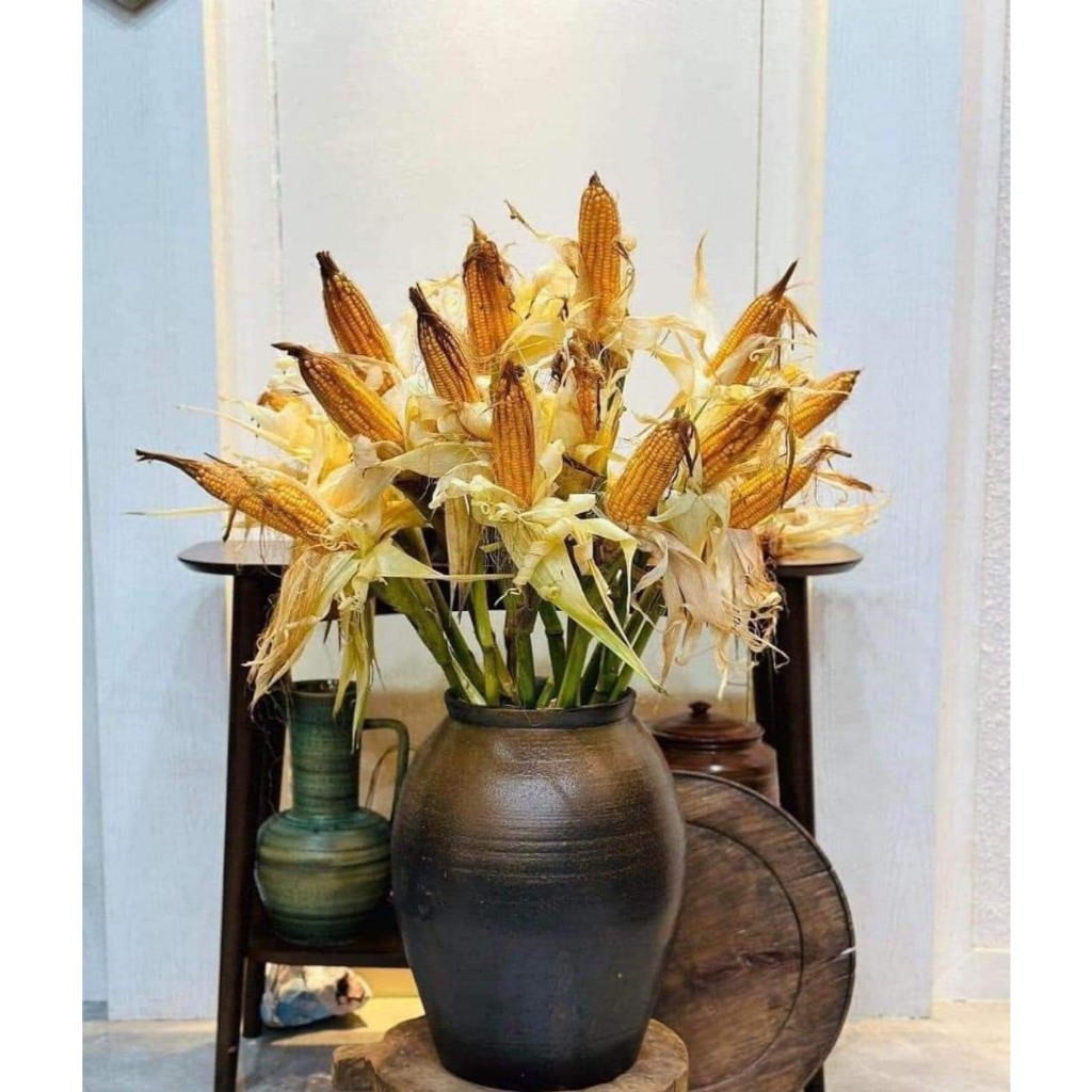 Bắp khô trang trí nguyên cây cắm bình decor xinh xắn