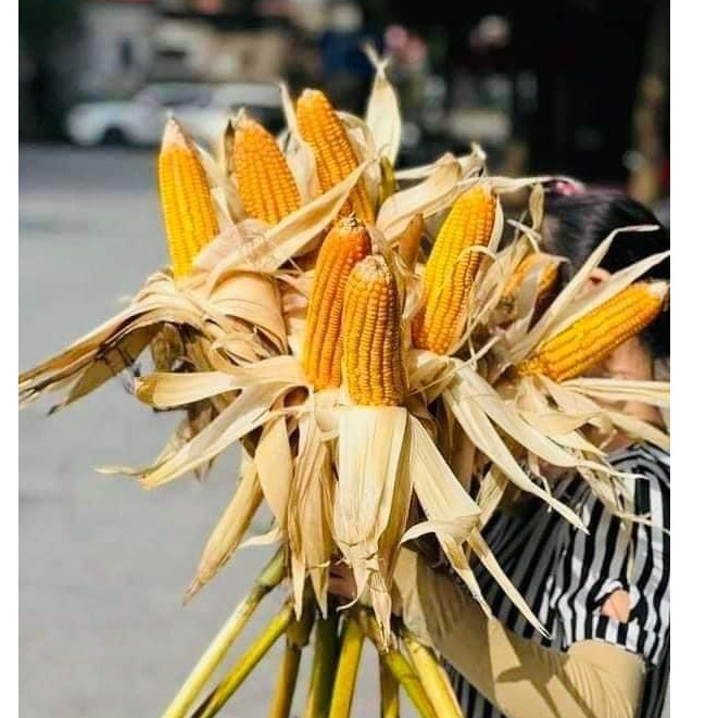 Bắp khô trang trí nguyên cây cắm bình decor xinh xắn