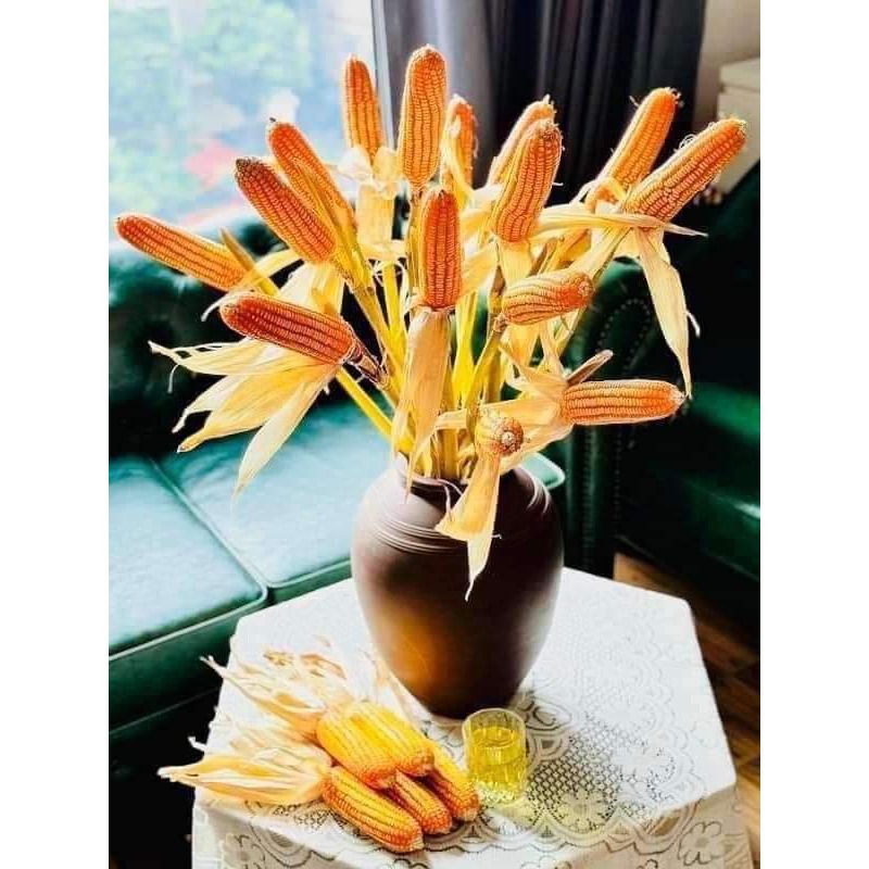 Bắp khô trang trí nguyên cây cắm bình decor xinh xắn
