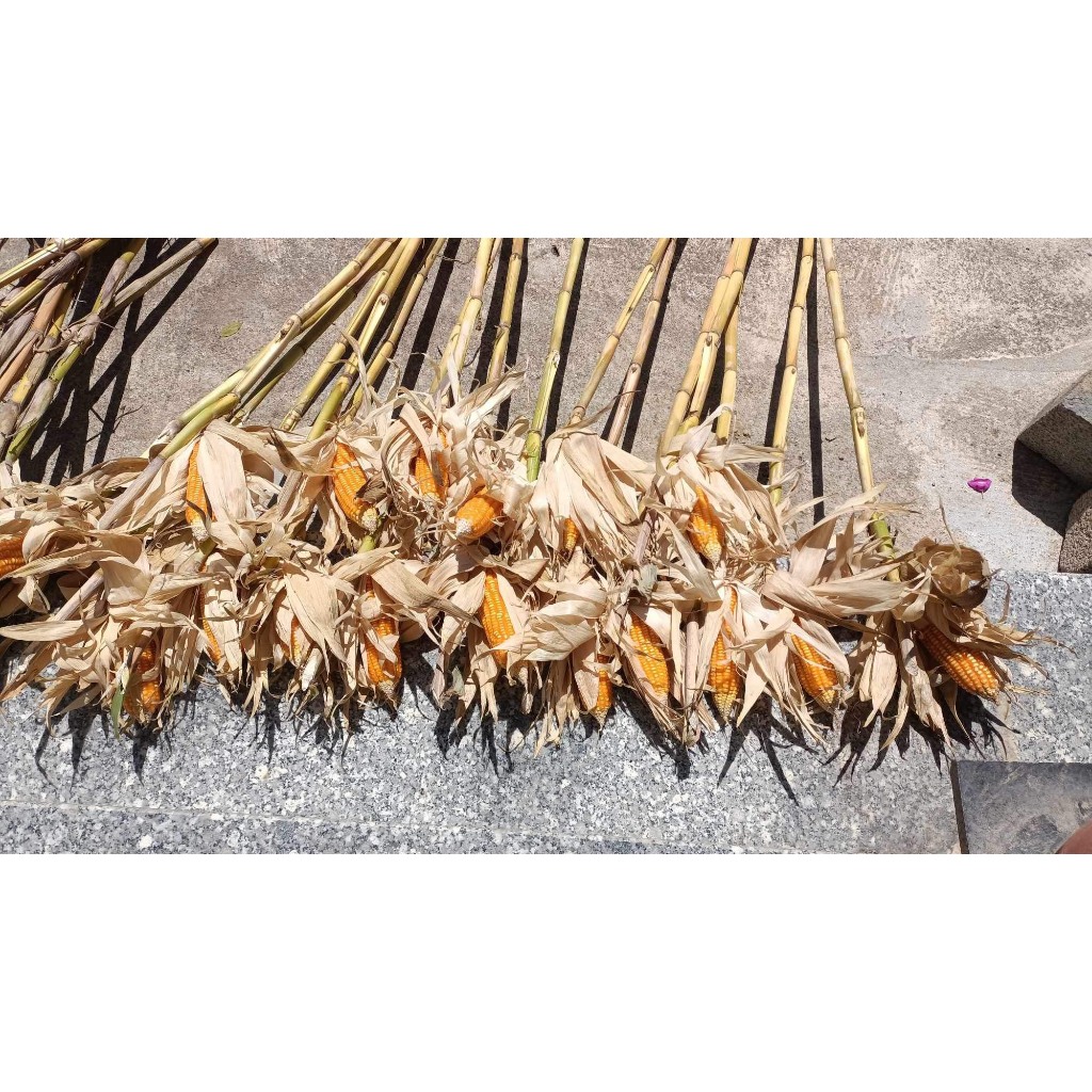Bắp khô trang trí nguyên cây cắm bình decor xinh xắn