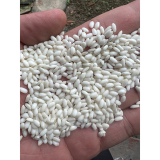 Nếp cái hoa vàng (4kg)