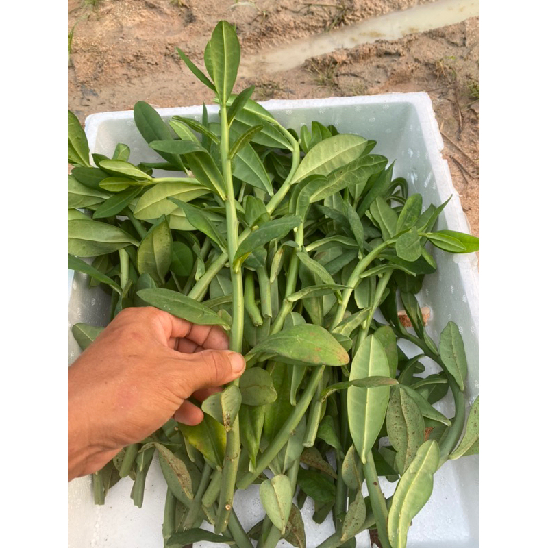 Hom giống cây thạch anh