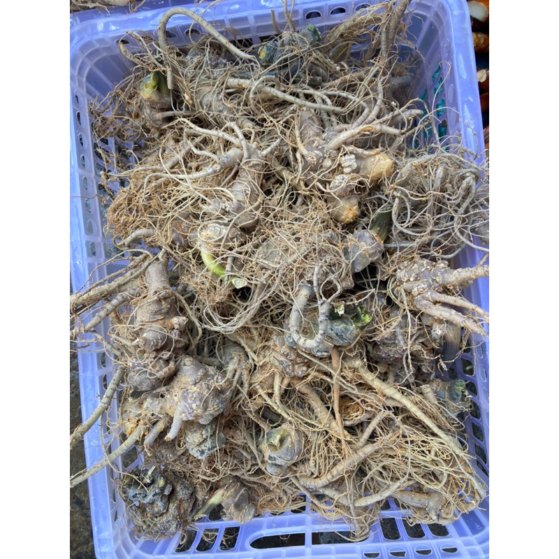 Tam Thất Bắc Tươi size 10 củ 1 kg