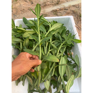 10 hom giống cây thạch anh (cây công đức)