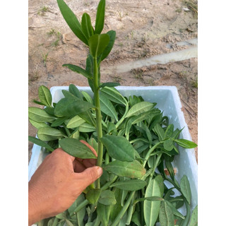 10 hom giống cây thạch anh (cây công đức)