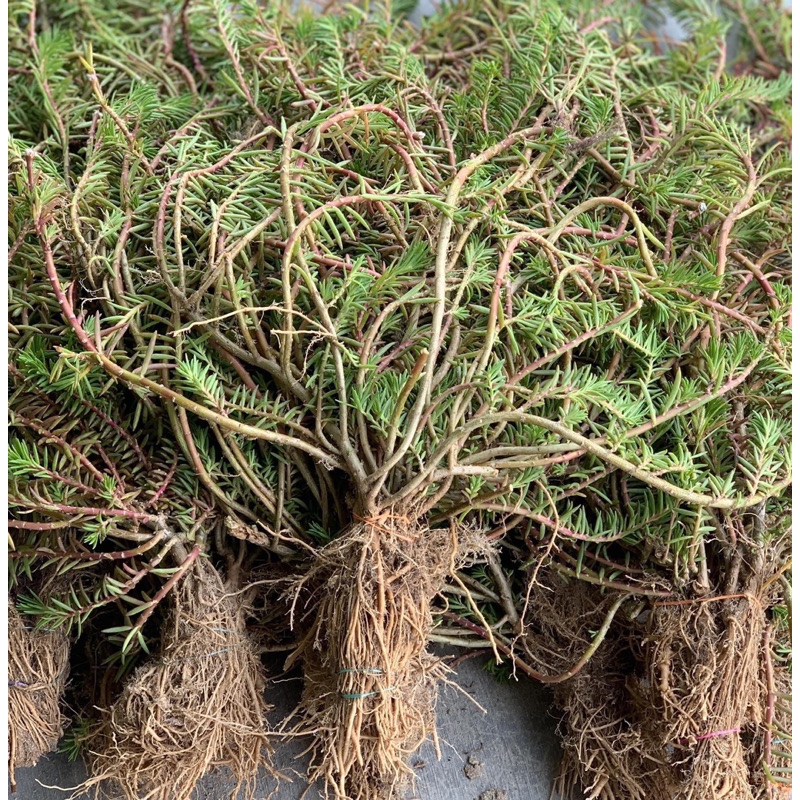 Hoa mười giờ bon sai thân dài 40 cm đến 60cm