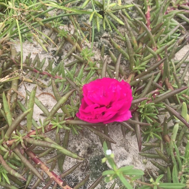 Hoa mười giờ bon sai thân dài 40 cm đến 60cm