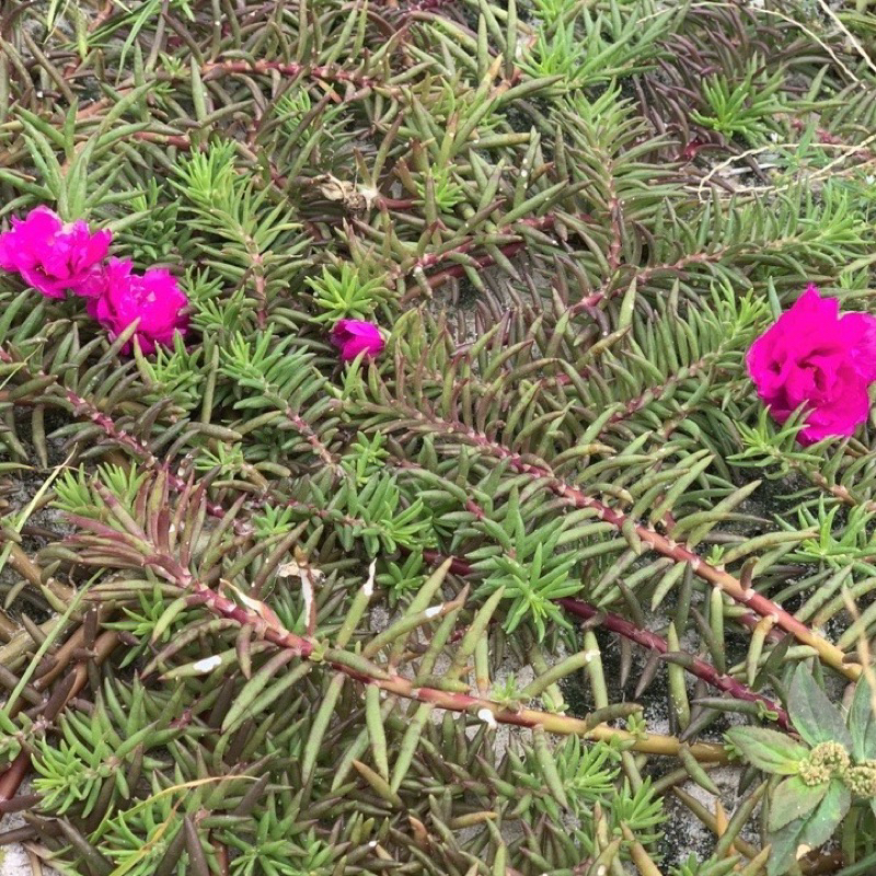 Hoa mười giờ bon sai thân dài 40 cm đến 60cm