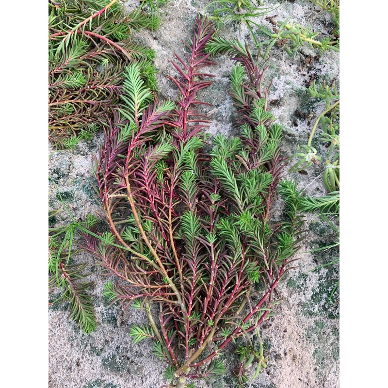 Hoa mười giờ bon sai thân dài 40 cm đến 60cm