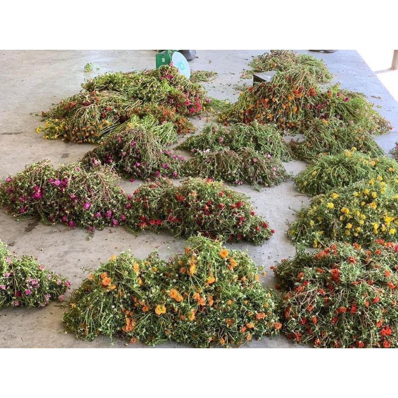 Hoa mười giờ bon sai thân dài 40 cm đến 60cm