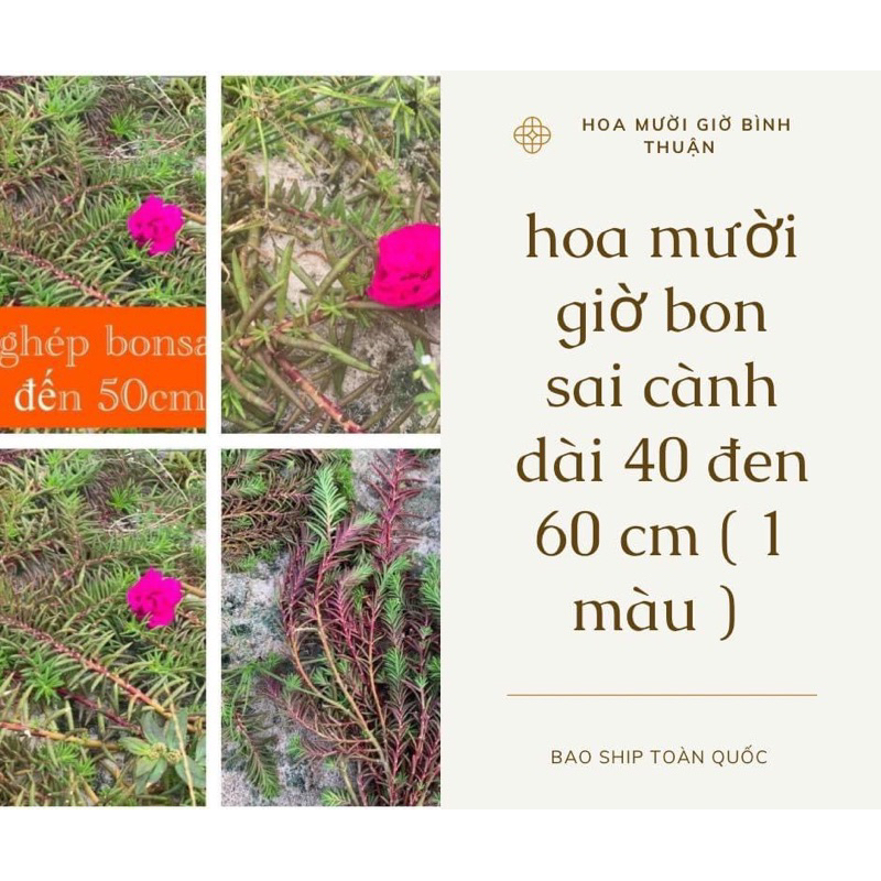 Hoa mười giờ bon sai thân dài 40 cm đến 60cm