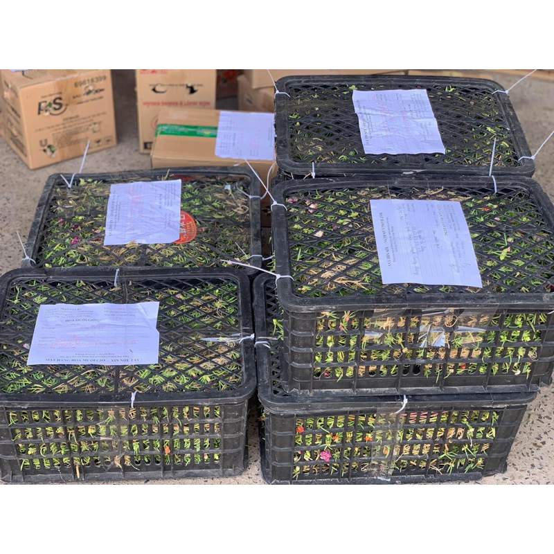 Hoa mười giờ bon sai thân dài 40 cm đến 60cm