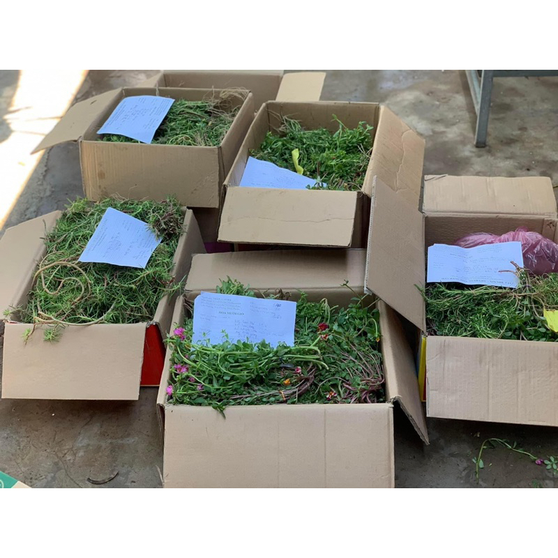 Hoa mười giờ bon sai thân dài 40 cm đến 60cm