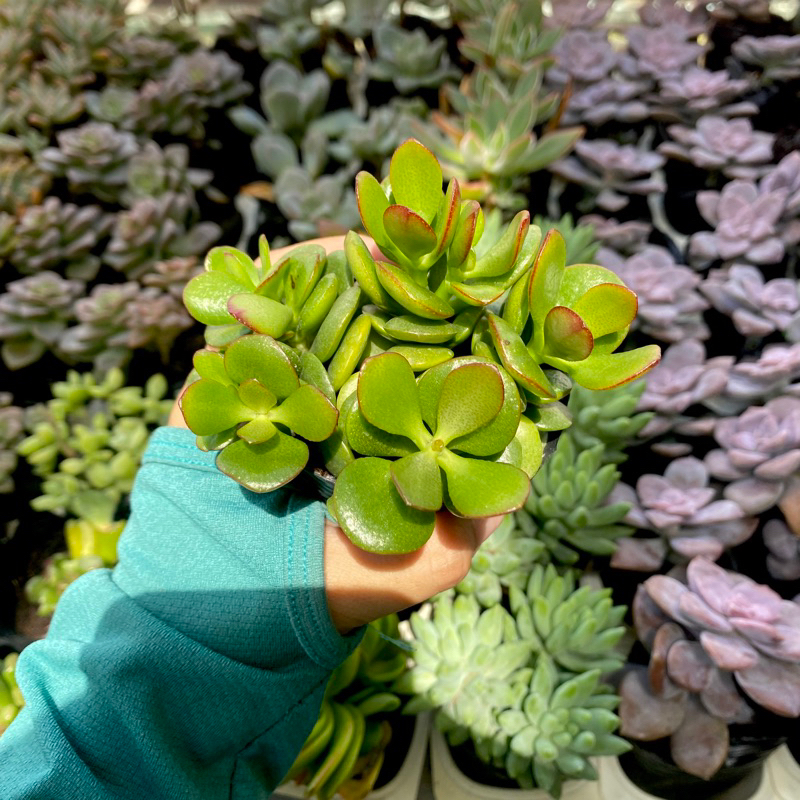 Sen Đá Thạch Bích Lá Ngắn - size Bầu ( cao 6-7cm ) - Xả đất khi gửi ạ
