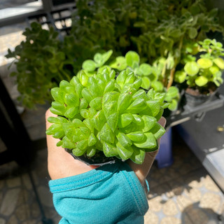 Sen đá ngọc tròn haworthia - size bầu - đơn 80k : 14h->21h có quà tặng ạ
