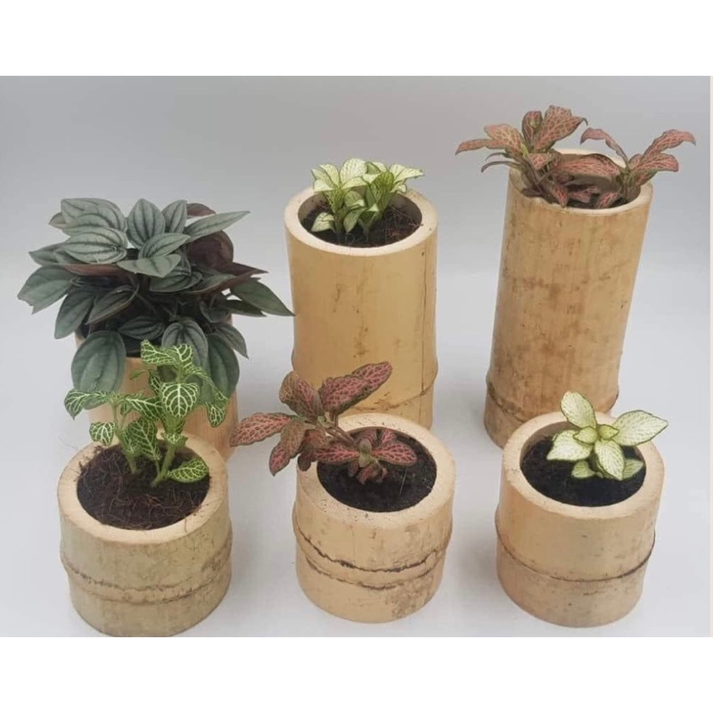 Cốc tre, trúc ly tự nhiên , ống tre đựng nến thơm,trồng cây sen đá, gạt tàn th.u.ố.c l.á bằng tre, trúc