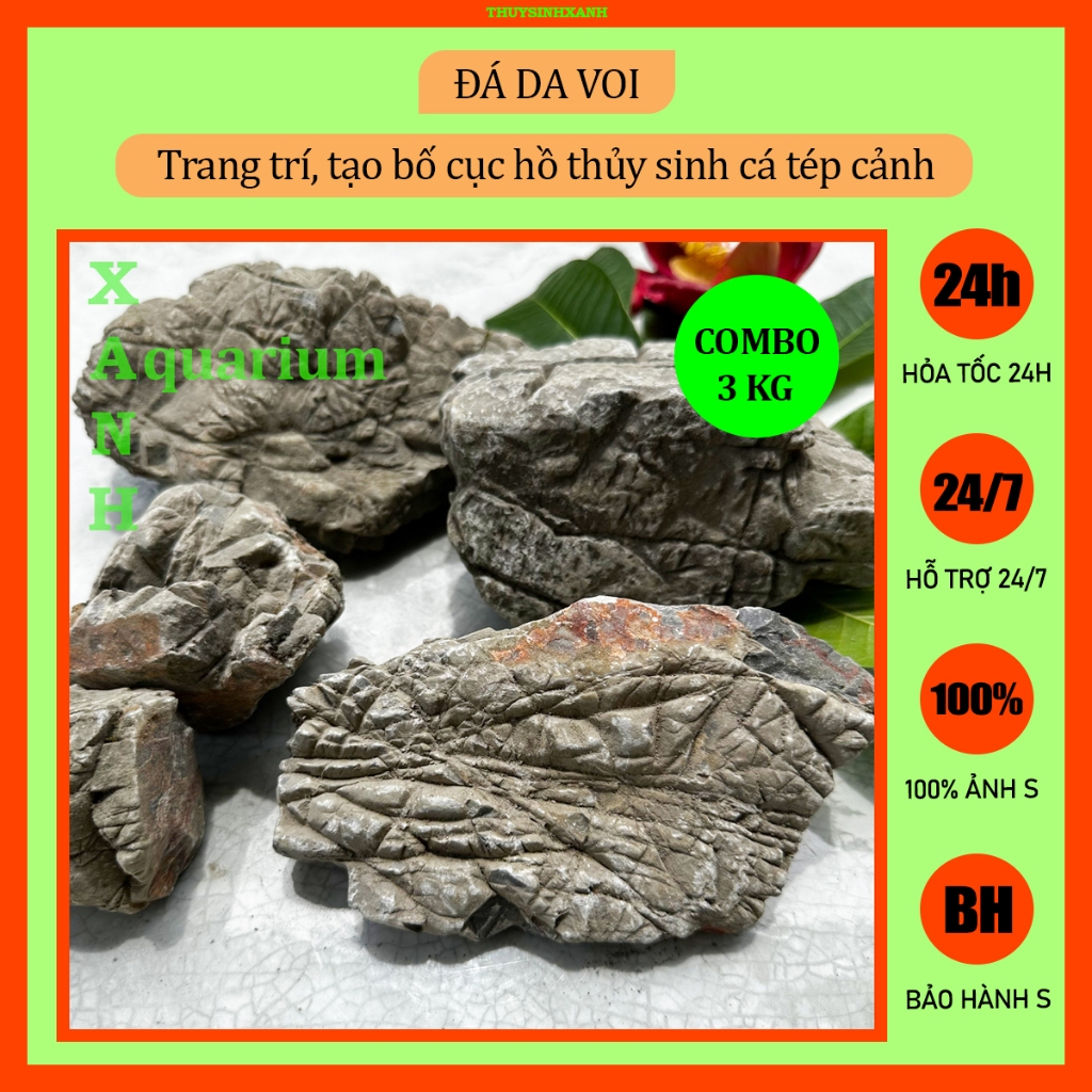 Đá da voi thủy sinh