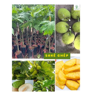  Cây sakê ghép loại lớn- trồng 1 năm ra quả 