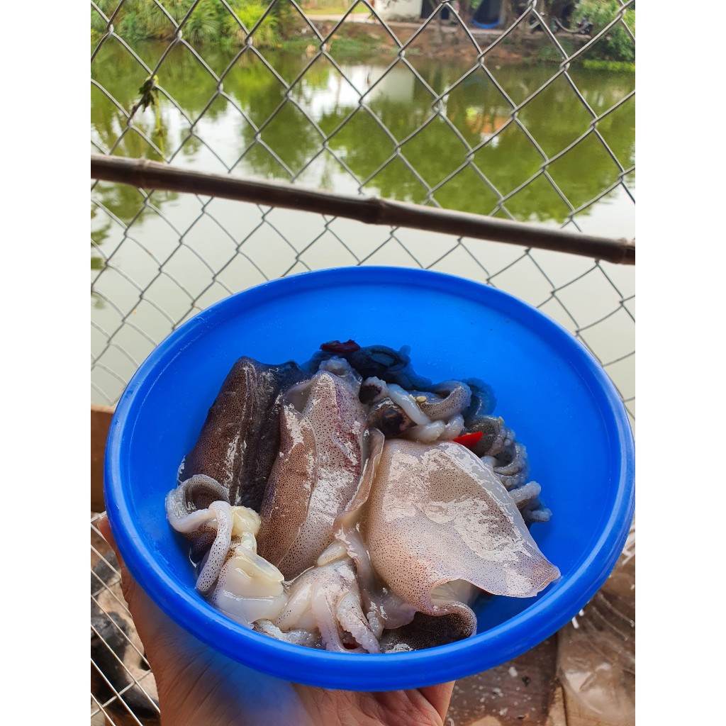 Mực lá câu tươi nháy biển Phú Yên 500gr 4 đến 5 con
