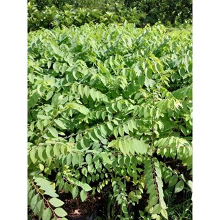 Cây giống tầm giuộc (chùm ruột, chùm giuộc)