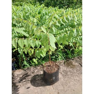 Cây giống tầm giuộc