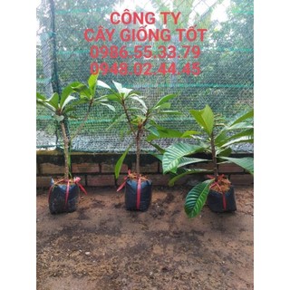 Cây giống Sabo ruột đỏ (cây chiết)