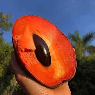 Cây giống Sabo ruột đỏ