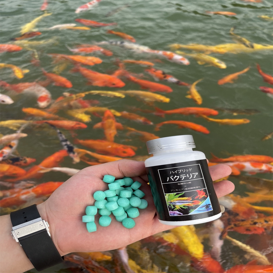 Vi sinh Aquarista của Nhật lọ 100 viên