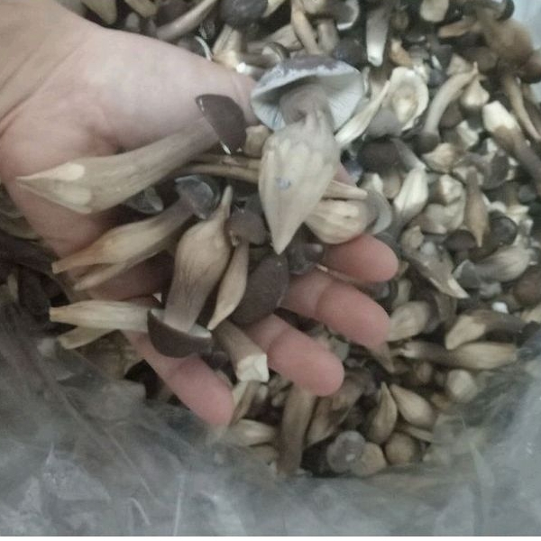 Nấm Mối Đen Sấy Thăng Hoa - Nấm Hữu Cơ 100g