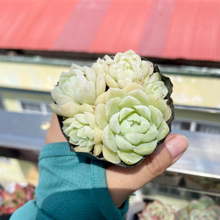 Sen Đá Hải Li - size Bầu ( 6-7cm ) - Đơn 80k : 14h->21h có quà tặng ạ