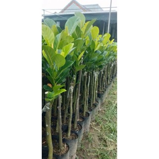 Cây Mít Ruột Đỏ ghép (Chuẩn giống).