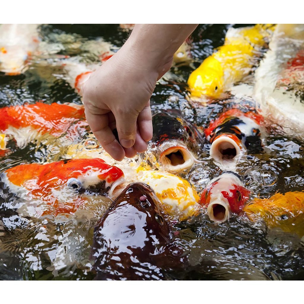 Bao 5kg Cám cá KIBAKOI , thức ăn dành cho cá Koi giúp tăng màu và phát triển body , Cám dành cho cá loại 4mm, 6mm