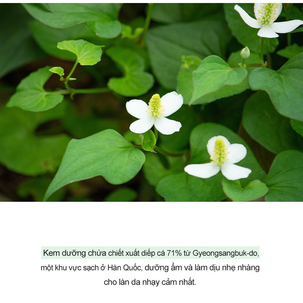 Kem dưỡng ẩm diếp cá Derma Factory Houttuynia Cordata 71% Cream 60g và 120g