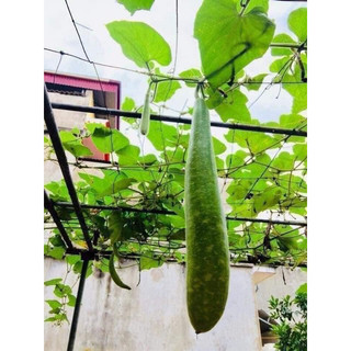 Hạt giống bầu sao