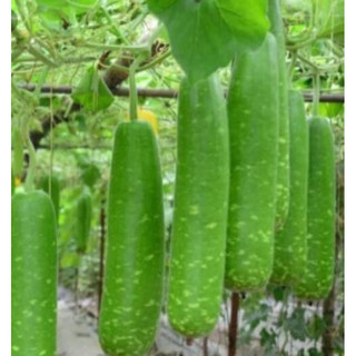 Hạt giống bầu sao