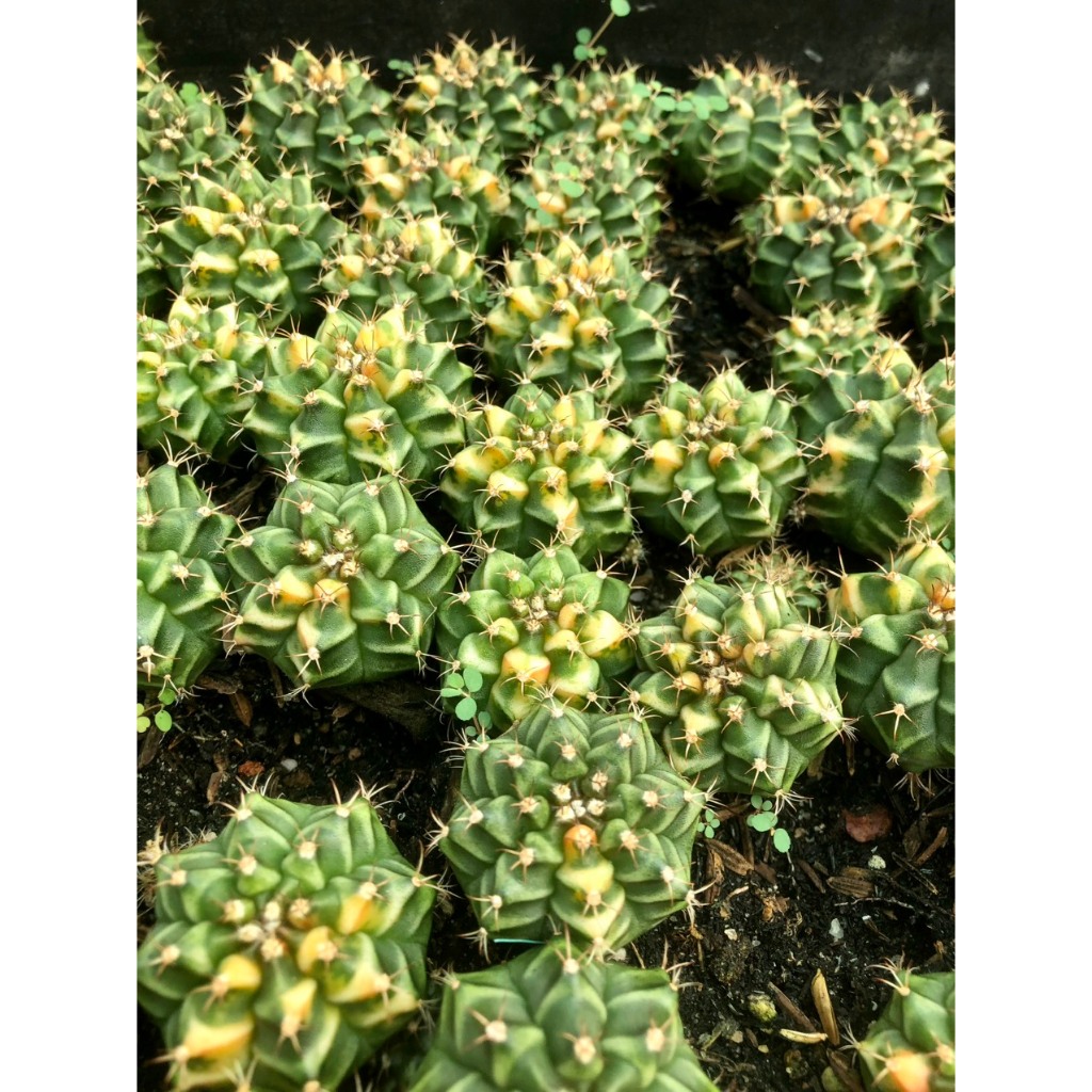 Xương rồng gym lem orange-có tặng đất trồng