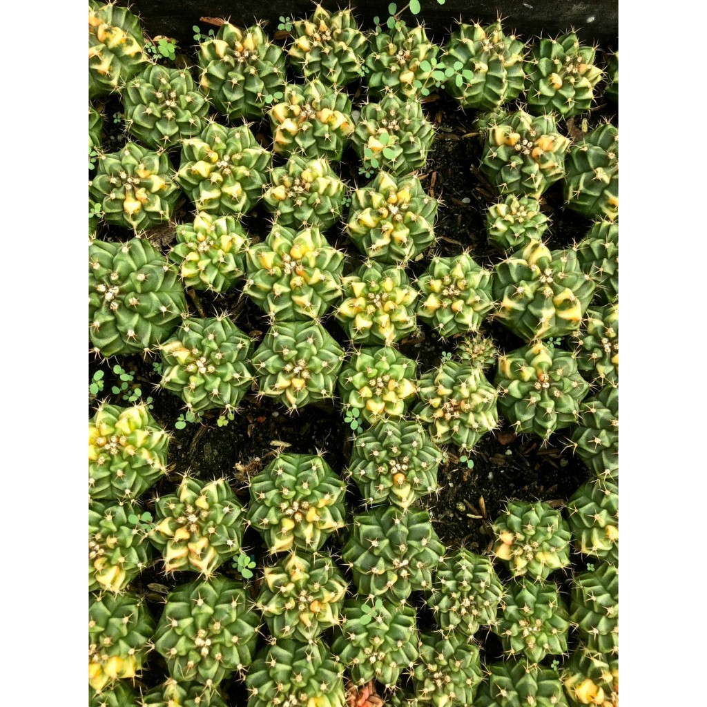 Xương rồng gym lem orange-có tặng đất trồng