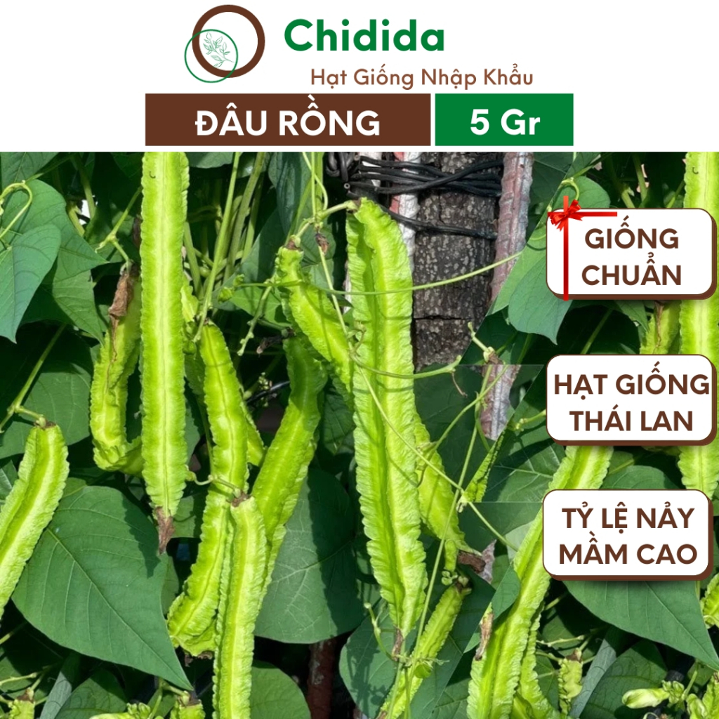 Hạt giống đậu rồng Chidida siêu trái chịu nhiệt tốt Thái Lan gói 5g năng suất cao giống chuẩn