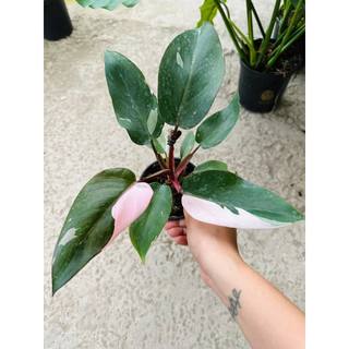 Cây Kiểng Lá Philodendron Pink Princess