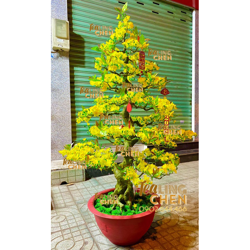 CÂY MAI GIẢ LẮP RÁP 1M65 DÁNG BONSAI MẪU ĐẸP NHẤT ALBUM