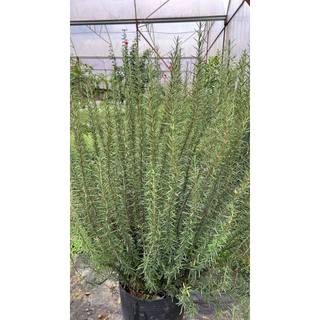 Cây Hương Thảo Rosemary JUN GARDEN size đại