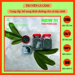 Tảo viên thức ăn cho cá tép cảnh