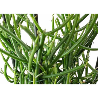 100g cành cây giao