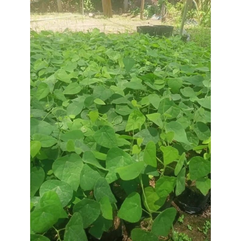 CÂY GIỐNG SÂM LÔNG