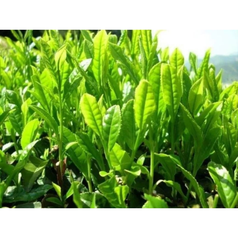 CÂY GIỐNG TRÀ XANH