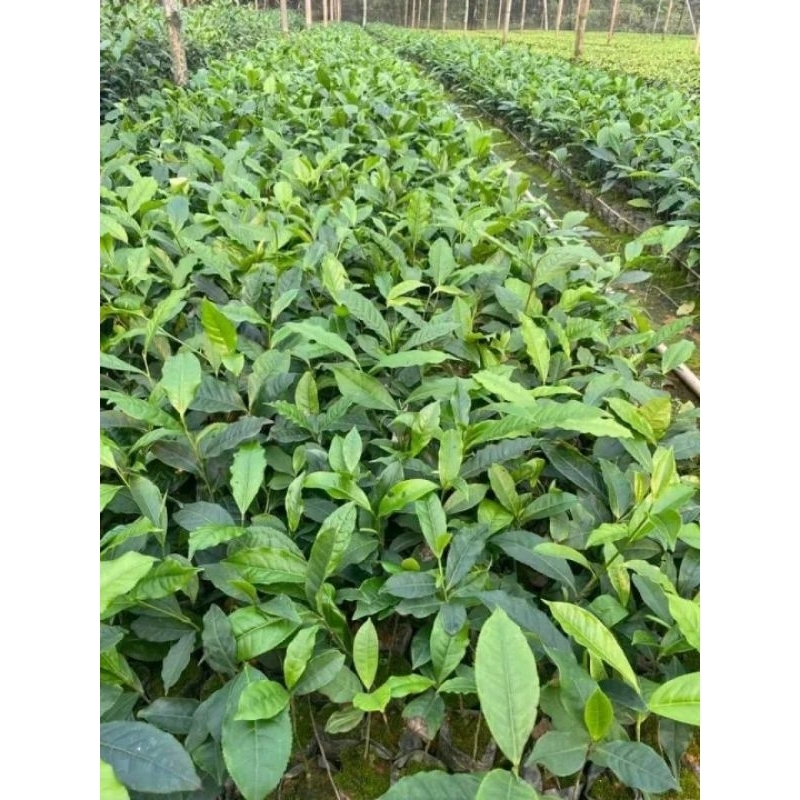 CÂY GIỐNG TRÀ XANH