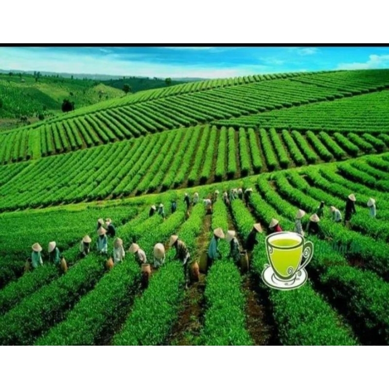 CÂY GIỐNG TRÀ XANH