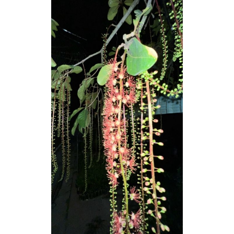 Lộc vừng hoa đỏ siêu hoa