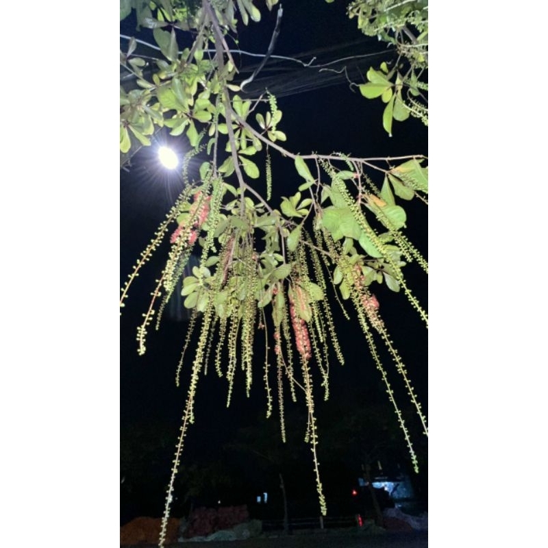 Lộc vừng hoa đỏ siêu hoa