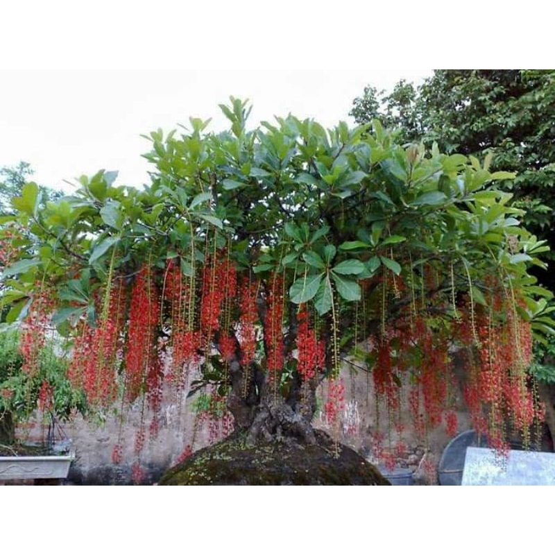 Lộc vừng hoa đỏ siêu hoa